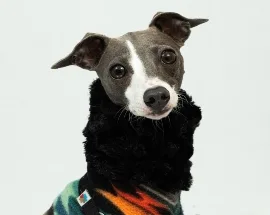 Luna, a Wag Brigade member.