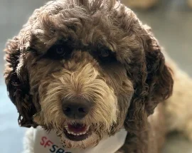 Ollie, Wag Brigade member