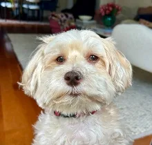 SFO Wag Brigade member King Leopold